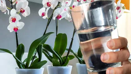 Cât de des trebuie udate florile de apartament iarna. Ce greșeală fac mulți români