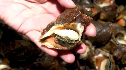 Ce sunt, de fapt, rapanele și cum se gătesc. Rețetă și ingrediente