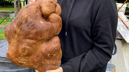 Leguma uriașă care va intra în Cartea Recordurilor. Ți-ai dat seama ce este?