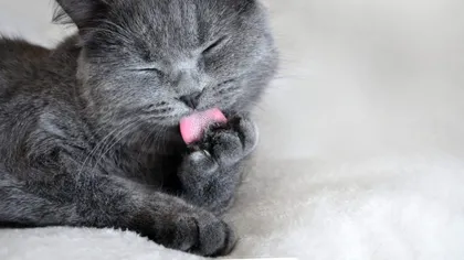 Cum arată pisica cu 4 urechi. Animalul s-a viralizat instant în mediul online VIDEO