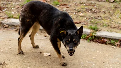 O fetiță de patru ani, din Tulcea, mușcată grav de un câine agresiv. A fost internată de urgență la spital