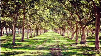 Pădurea inedită de lângă Sibiu, unică în România. Pompierii vor împrejmui zona cu gard electric