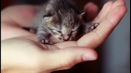 Scene îngrozitoare în Brăila. Un copil de 14 ani a folosit un pui de pisică pe post de minge de fotbal