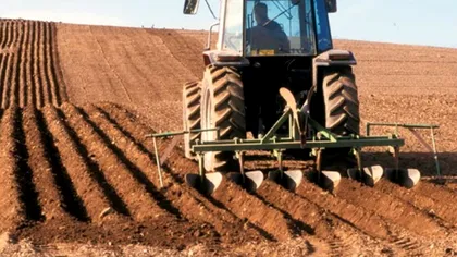 Alimentul care este aruncat de toți agricultorii din România. Oamenii sunt revoltați, pe cine dau vina