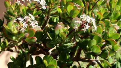 Planta pe care toți românii trebuie să o aibă în casă. Cum se îngrijește corect