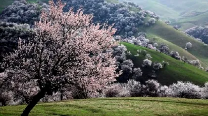 Anotimpul care ajunge mai repede în orașe. Care este cauza fenomenului nemaiîntâlnit