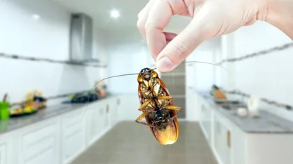 Trucurile simple pentru a scăpa de gândaci iarna. Nu credeai că poate fi atât de ușor