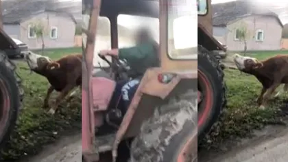 Imagini revoltătoare în Timiș. O vacă a fost legată și târâtă fără milă cu un tractor. Ce reacție a avut agresorul după intervenția oamenilor