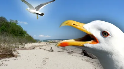 Cât de inteligenți sunt pescărușii, de fapt. Mulți oameni vor rămâne surprinși după acest studiu