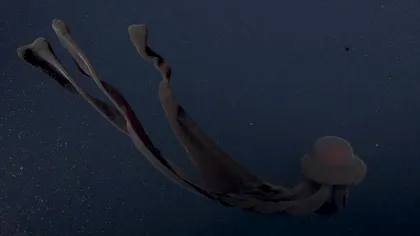 Creatură uriașă descoperită în adâncul Oceanului Pacific. Arată senzațional și a uimit cercetătorii VIDEO