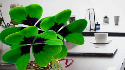 Obiectul care atrage noroc în casa ta. Ce trebuie să ții pe birou sau pe pereți, obligatoriu