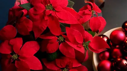 Secretul pentru ca Floarea Crăciunului să reziste mai mult. Cum se îngrijește Crăciunița, de fapt