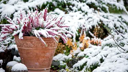 Metoda 'peretelui sudic' care îți protejează plantele de frig, în fiecare iarnă