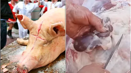 Descoperire șocantă în porcul tăiat de un bărbat din Sălaj. Nici medicii veterinari nu au văzut asta VIDEO