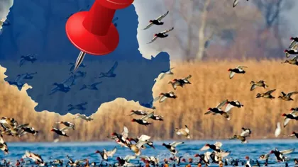 Locul neștiut din centrul României unde găsești zeci de specii de păsări. Trebuie să îi faci o vizită