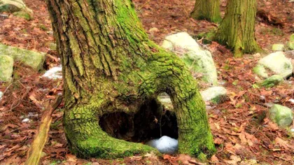 Comoara descoperită în centrul României. Un bărbat a găsit-o lângă un copac