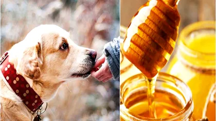 Ce se întâmplă dacă dai miere câinelui tău. Puțini stăpâni de patrupezi știu asta