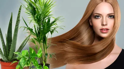 Planta care luptă împotriva căderii părului și îl ajută să crească. Sigur o ai în casă și tu