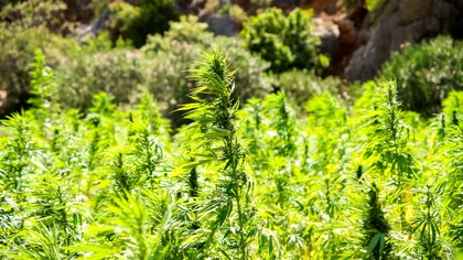 Țara unde se cultivă cannabis în curțile oamenilor. Trebuie îndeplinită o singură condiție
