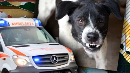 Ultima oră! Băiețel de 6 ani, ucis cu sălbăticie de câinele familiei. Cum a avut loc tragedia