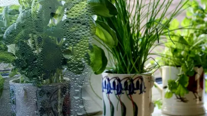 Plantele care absorb umezeala în apartamentul tău. Este vital să le ai iarna în casă