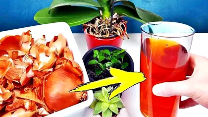 Trucul simplu pentru ca plantele din casa ta să crească mai repede. Puțină lume știe asta