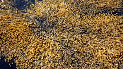 Ce vor mânca românii din Marea Neagră, mai nou. 4 specii pot fi introduse în meniul de zi cu zi