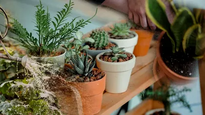 Plantele care sunt ușor de cultivat. Oricine le poate avea în grădină, fără pic de efort