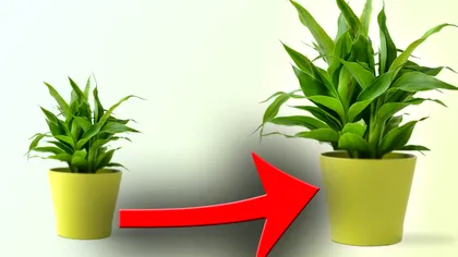 Trucul simplu care îți face plantele să crească mai repede. Toți vor proceda așa