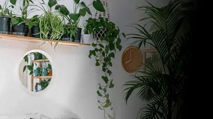 Plantele care pot trăi și în cele mai întunecate locuri din casa ta. Nu vei mai avea grija luminii