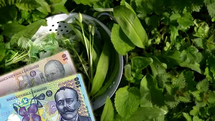 Prețuri colosale pentru urzici și leurdă. Cât costă 1 kg, de fapt. Până și carnea de porc e mai ieftină