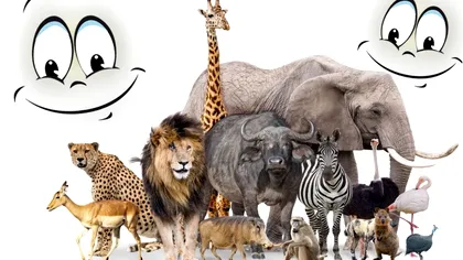 Animalul care nu se oprește niciodată din zâmbit. Foarte puțini oameni îl știu