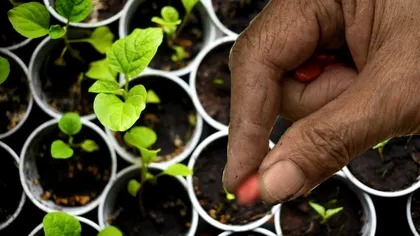 Secretul răsadurilor sănătoase. Ce trebuie să pui pe pământ pentru a crește rapid
