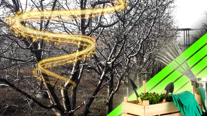 Trucul genial pentru a salva pomii la final de aprilie. Ce să faci ca să înflorească