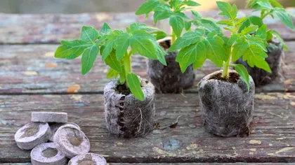 Răsadurile de roșii nu mai cresc? Uite unde ai greșit