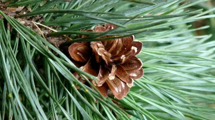 Cum se apără pinii de omizi, de fapt. Ce cheamă în ajutorul lor ca să ucidă dăunătoarea