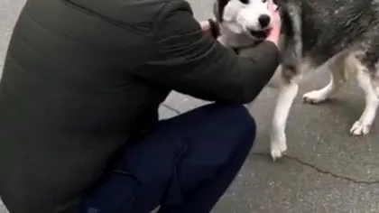 A apărut primul moment înduioșător pe străzile orașului Bucea. Reacția unui câine Husky atunci când își reîntâlnește stăpânul te va pune pe gânduri. Video viral