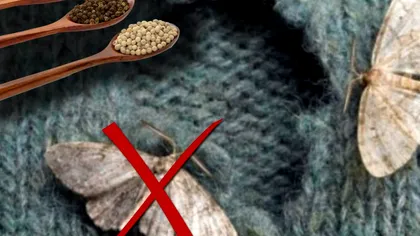 Alimentul care te scapă de molii. Nu vei mai avea probleme în casa ta
