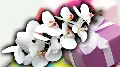 Ce înseamnă dacă primești în dar o orhidee albă. Semnificația secretă a acestei flori