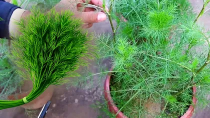 Cum și când se plantează corect mărarul. E perioada ideală pentru asta