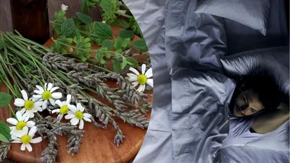 Florile care te ajută să dormi mai bine. Toți oamenii trebuie să le aibă în casă