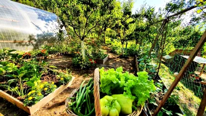 Legumele și ierburile care sunt ușor de cultivat acasă. Cum faci cea mai frumoasă grădină