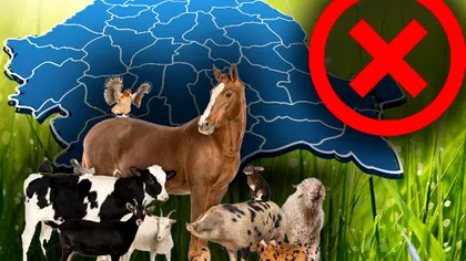Orașul din România unde locuitorii nu mai au voie să crească porci, găini și oi. Vestea de ultim moment e definitivă