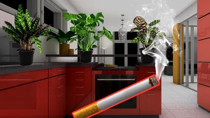 Plantele care elimină mirosul de țigară din casă. Mențin un aer proaspăt în locuință