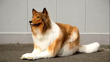 Îți vine să crezi că în această imagine este un om? Cum a fost posibil așa ceva VIDEO