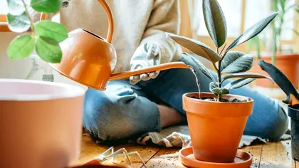 Plante care nu au nevoie de apă. Sunt ideale pentru cei care lipsesc mult timp de acasă