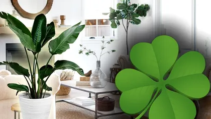 Flori pe care e bine să le ai în casă. Alungă orice energie negativă, atrag abundența și aduc noroc