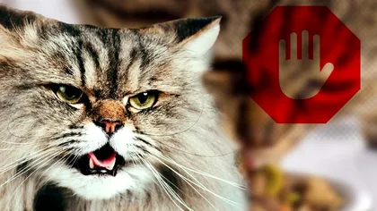 Alimentele care nu trebuie consumate de pisica ta. Este interzis să îi dai așa ceva