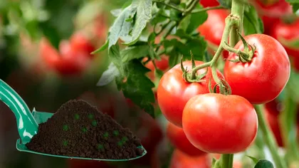 Amestecul banal care va înmulți recolta de roșii. Cât de important este să-l folosești