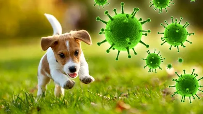 Ce boli poate transmite animalul tău de companie, de fapt. Ce spun veterinarii